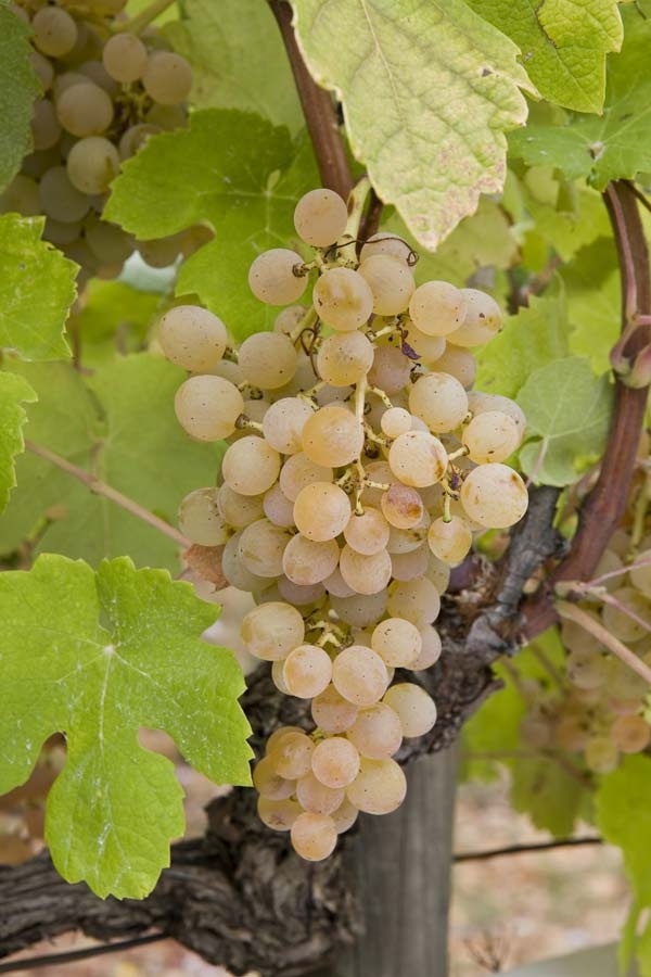 domaine de rhonance - Bourboulenc