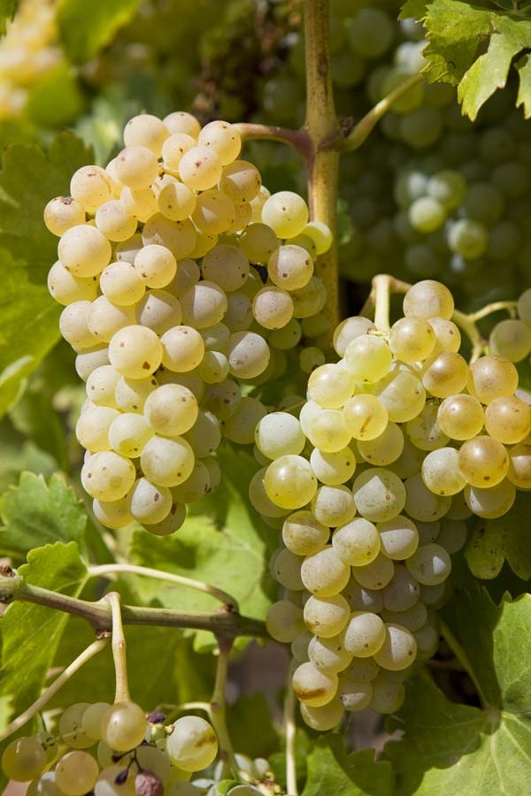 domaine de rhonance -Grenache-Blanc