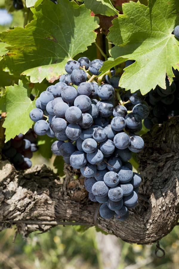 domaine de rhonance- Grenache