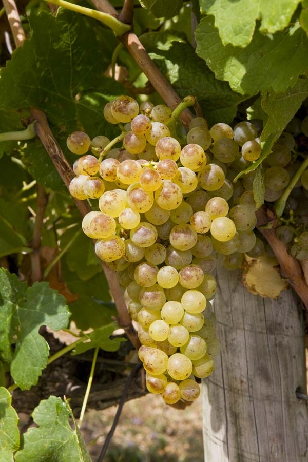 domaine de rhonance - Marsanne