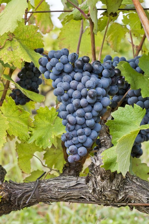 domaine de rhonance - Mourvedre