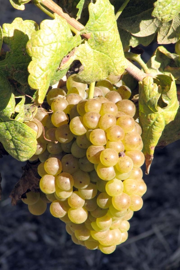 domaine de rhonance - Roussanne