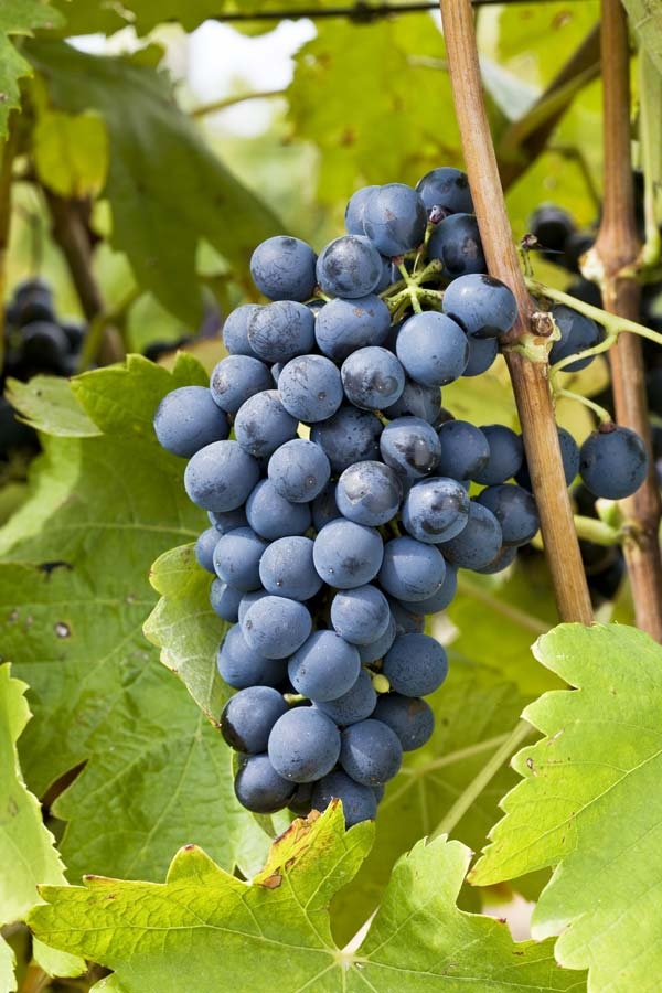 domaine de rhonance - Syrah