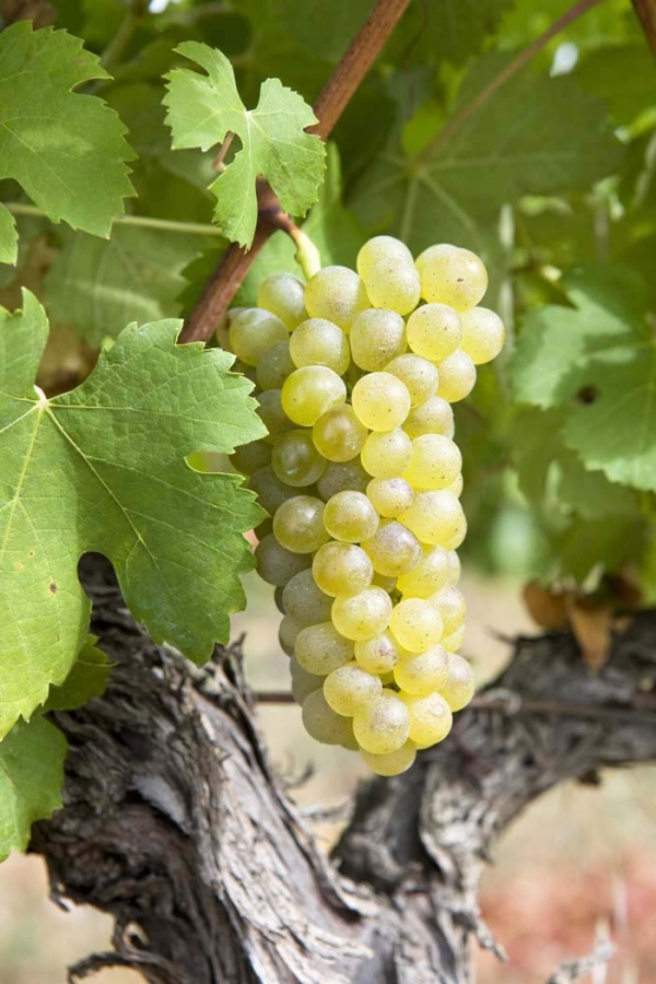 domaine de rhonance - Viognier