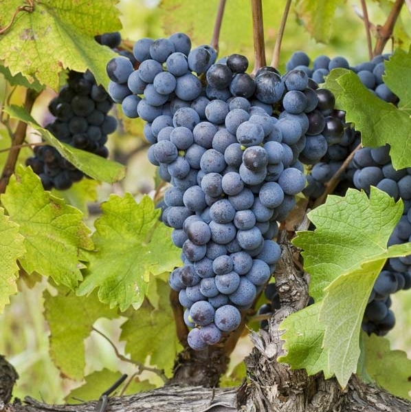 domaine de rhonance- cepape_visuel